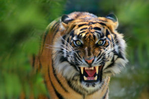 Sumatra tiger, Panthera tigris sumatrae, threatening gesture Sumatra tiger, Panthera tigris sumatrae, threatening gesture